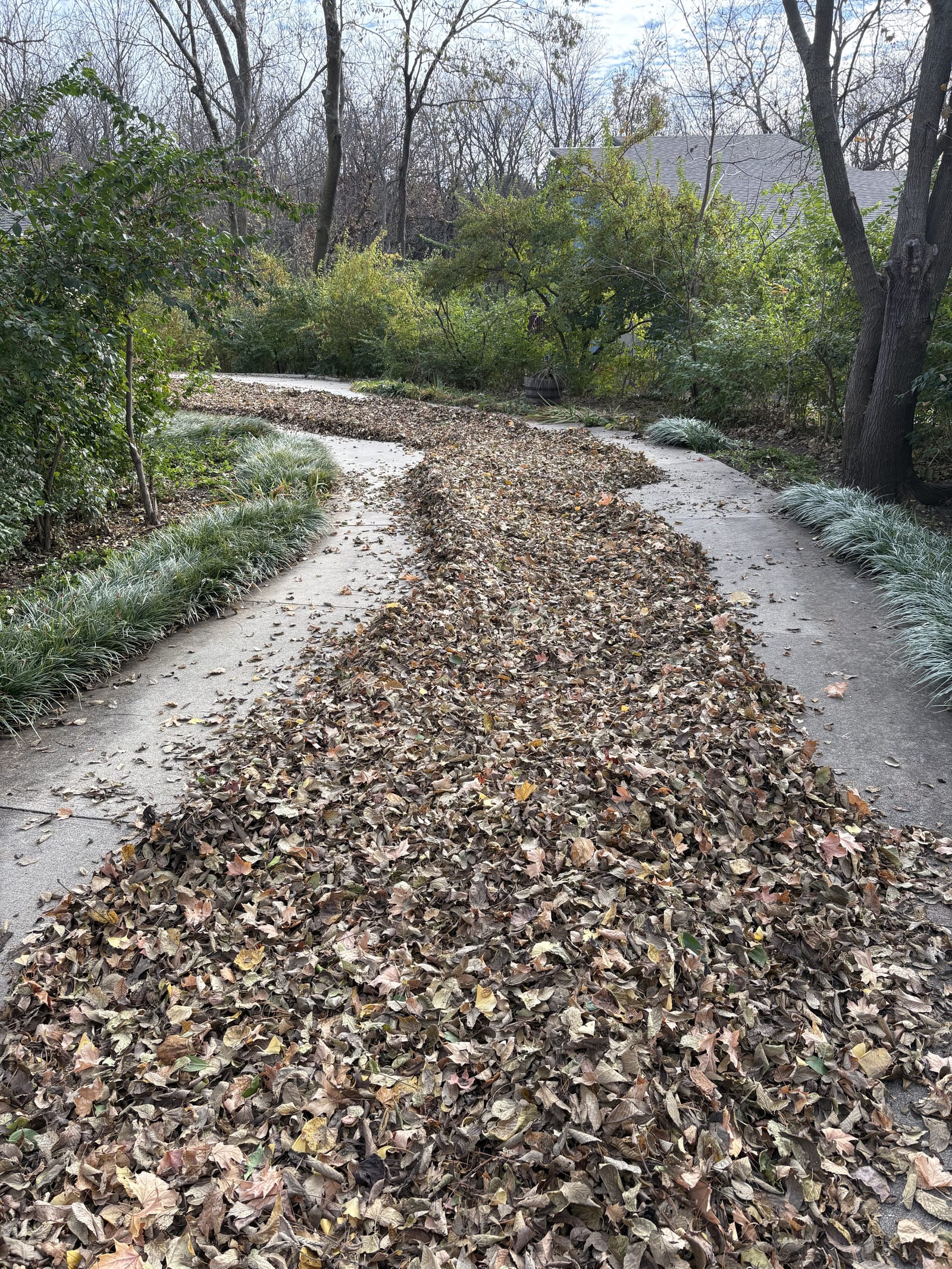 Fall leaves raked into a long row along a driveway during a leaf cleanup in Manhattan, KS